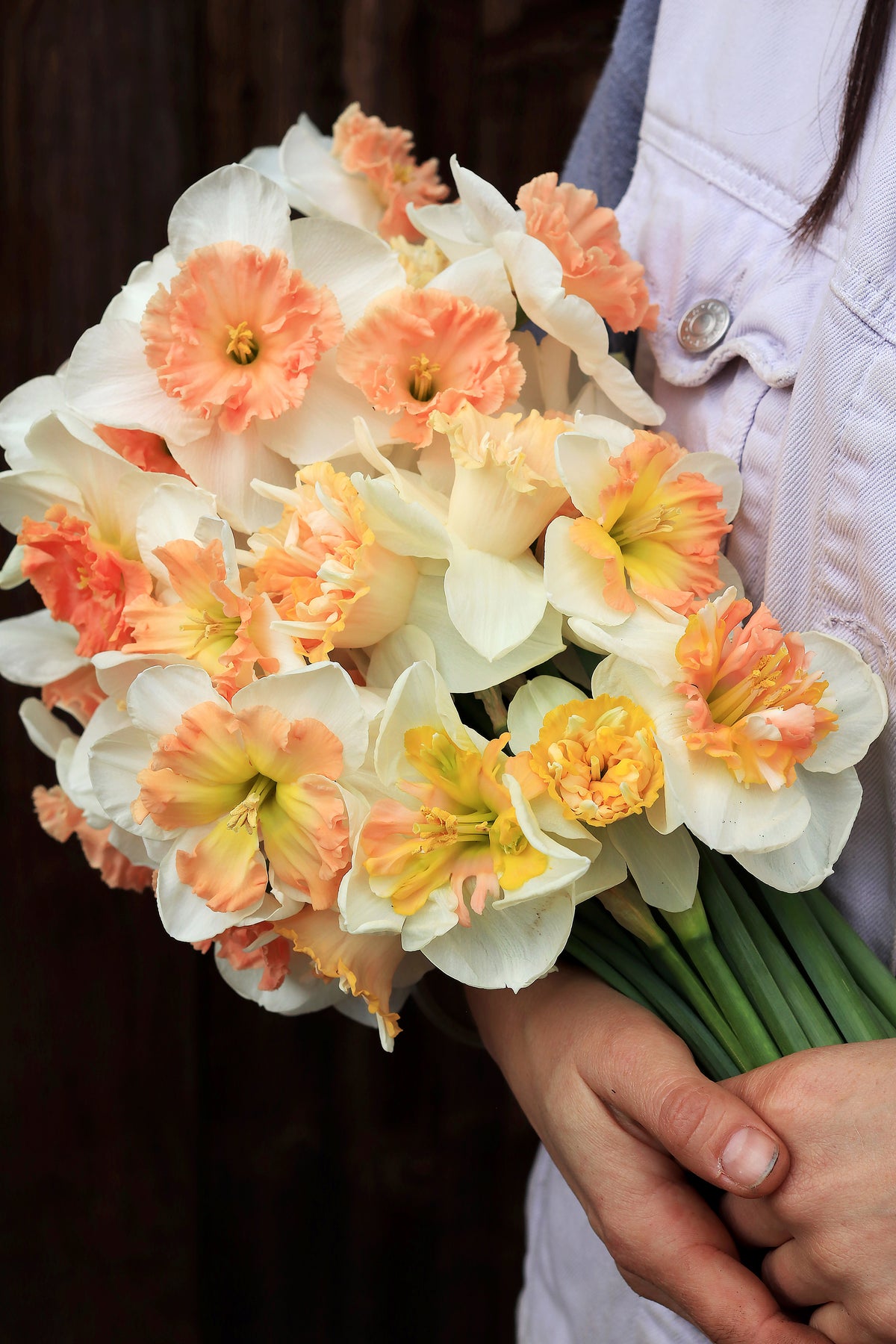 Daffodil Bulbs - Artisan Extra Fancy Mix