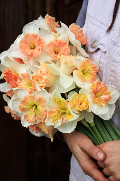Daffodil Bulbs - Artisan Extra Fancy Mix