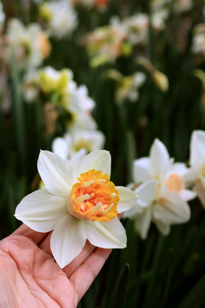 Daffodil Bulbs - Artisan Extra Fancy Mix