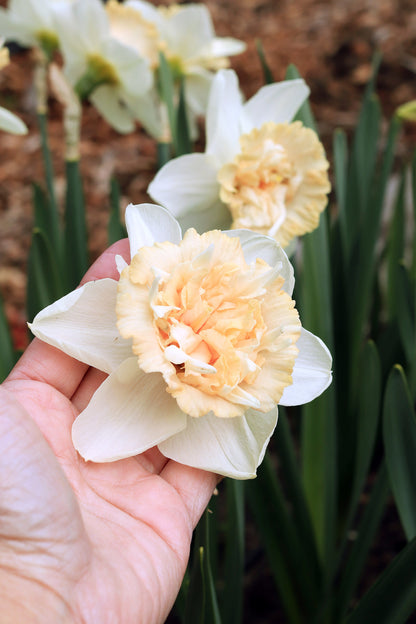 Daffodil Bulbs - Artisan Extra Fancy Mix