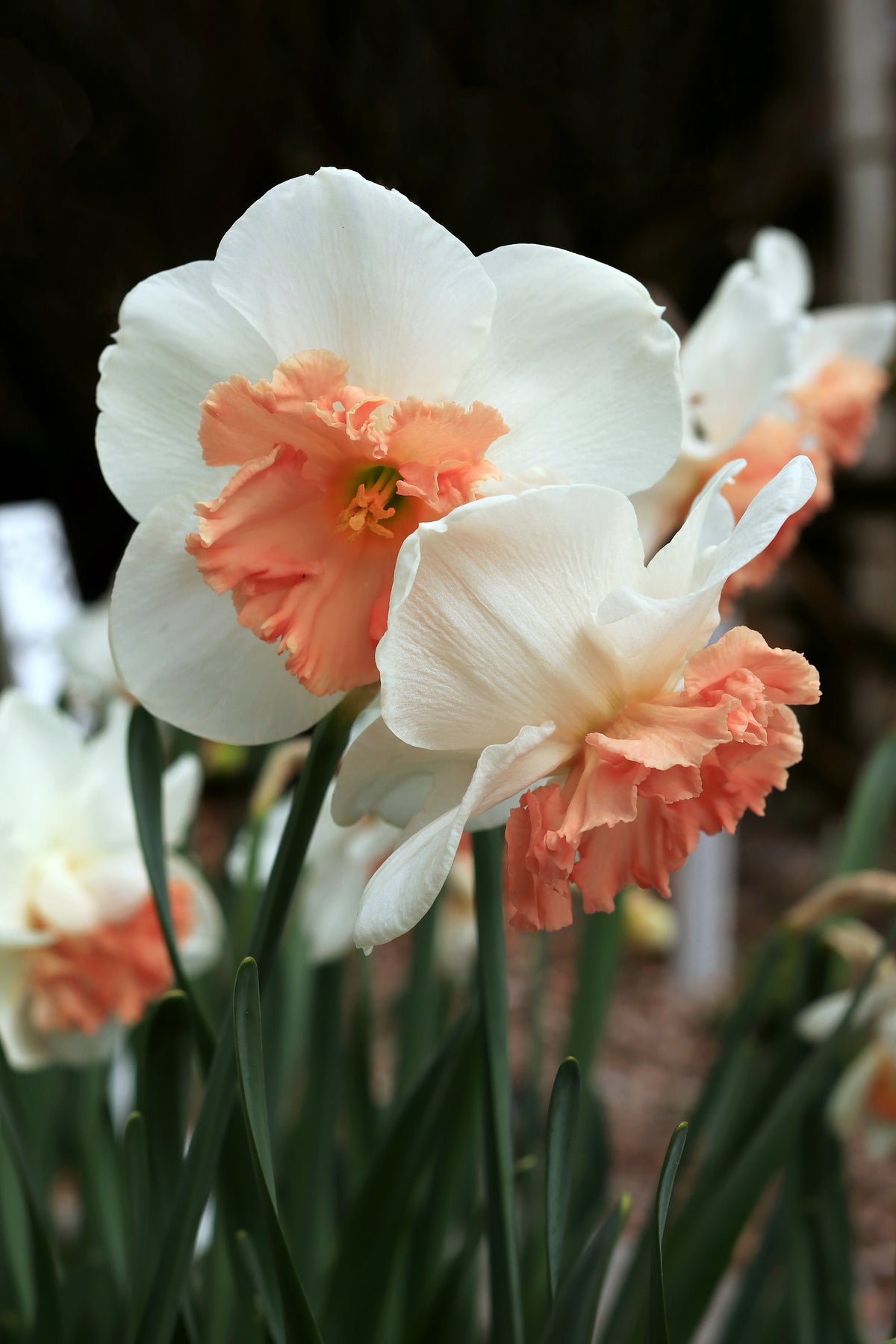 Daffodil Bulbs - Artisan Extra Fancy Mix