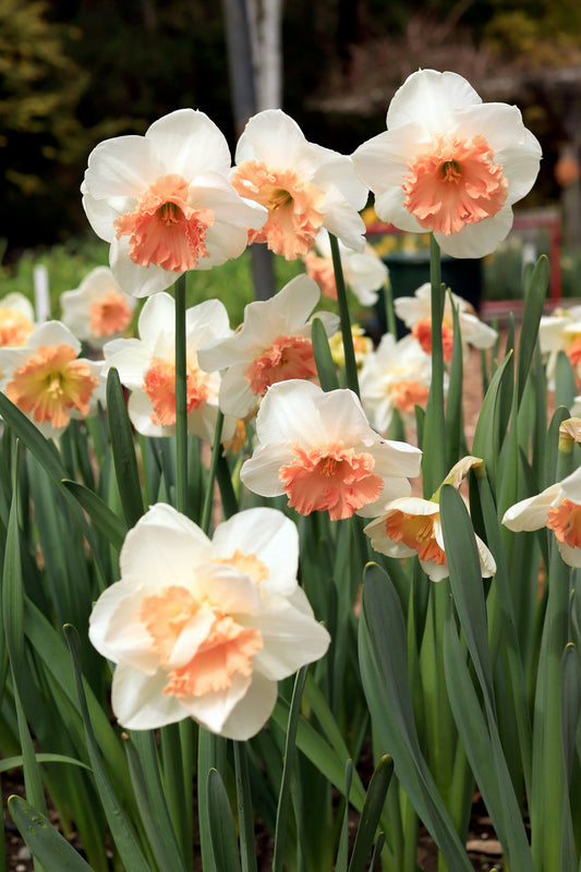 Daffodil Bulbs - Artisan Extra Fancy Mix