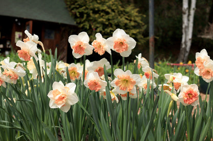 Daffodil Bulbs - Artisan Extra Fancy Mix