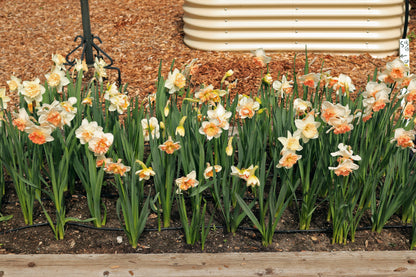 Daffodil Bulbs - Artisan Extra Fancy Mix