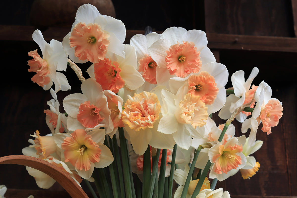 Daffodil Bulbs - Artisan Extra Fancy Mix