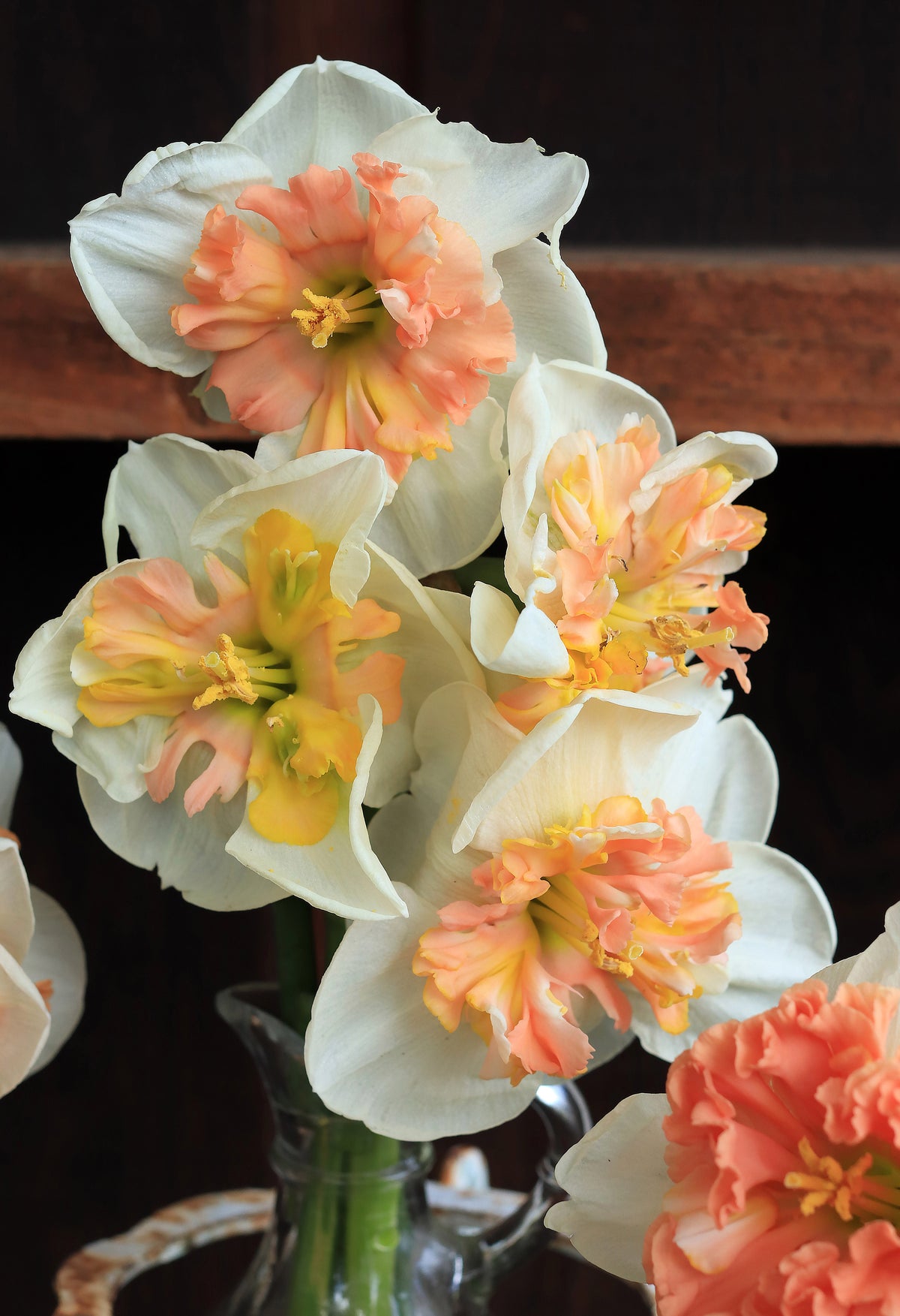 Daffodil Bulbs - Artisan Extra Fancy Mix