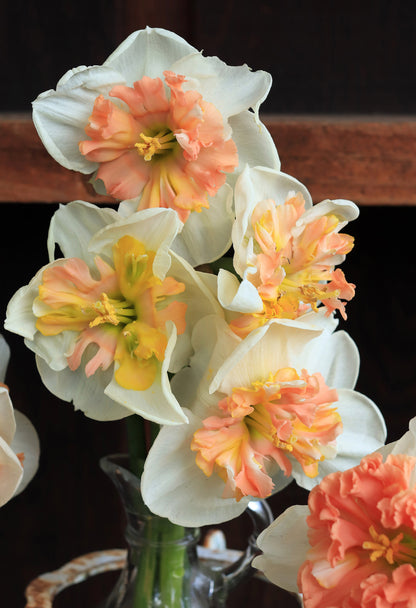 Daffodil Bulbs - Artisan Extra Fancy Mix