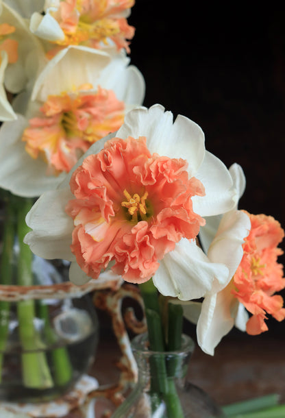 Daffodil Bulbs - Artisan Extra Fancy Mix