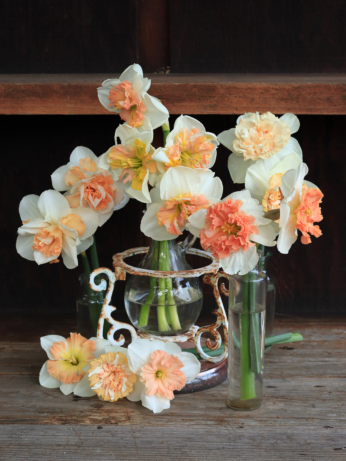Daffodil Bulbs - Artisan Extra Fancy Mix
