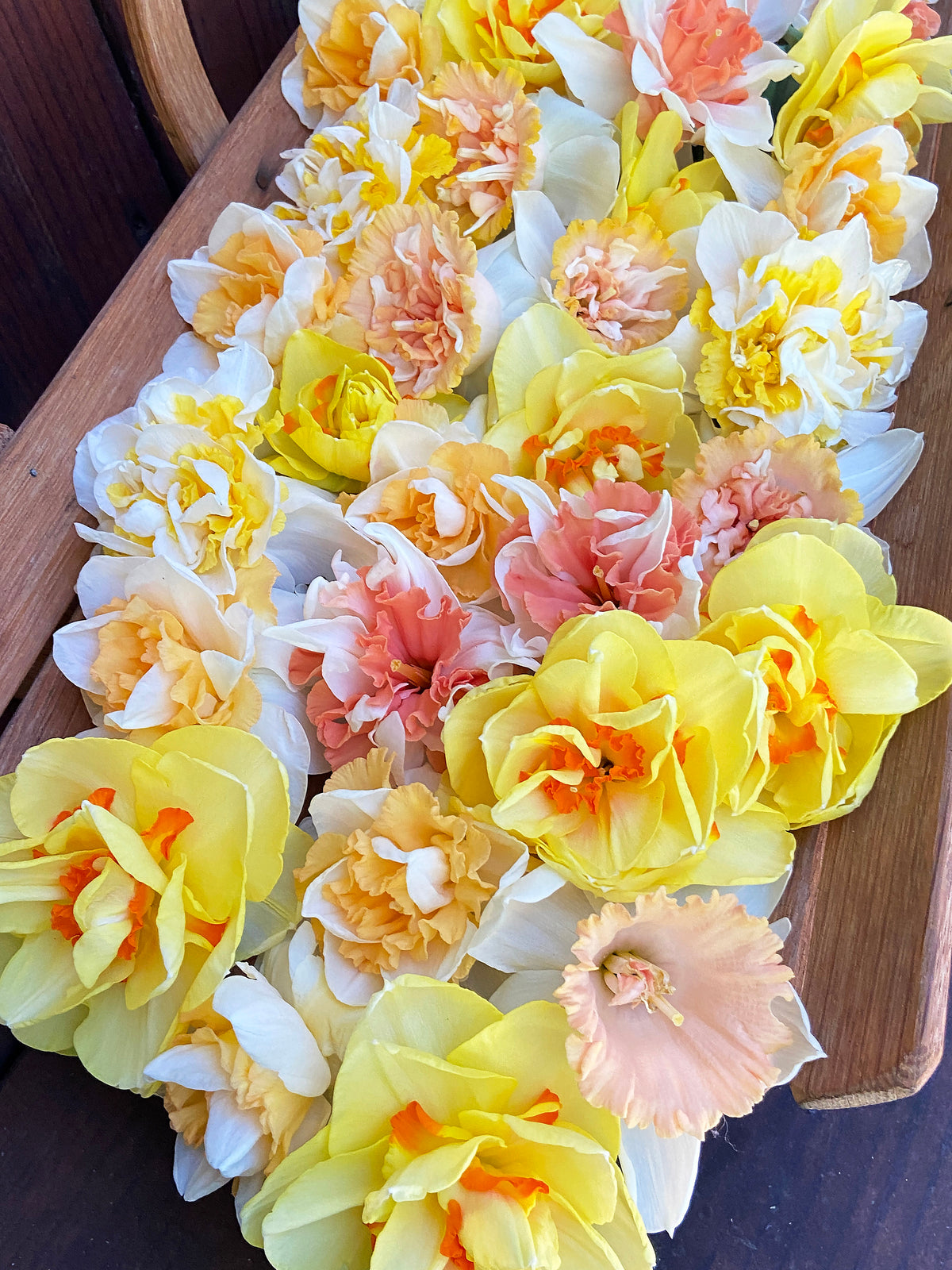 Daffodil Bulbs - Giants Double Mix