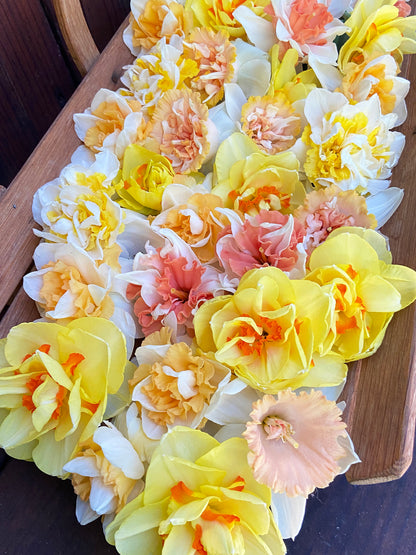 Daffodil Bulbs - Giants Double Mix