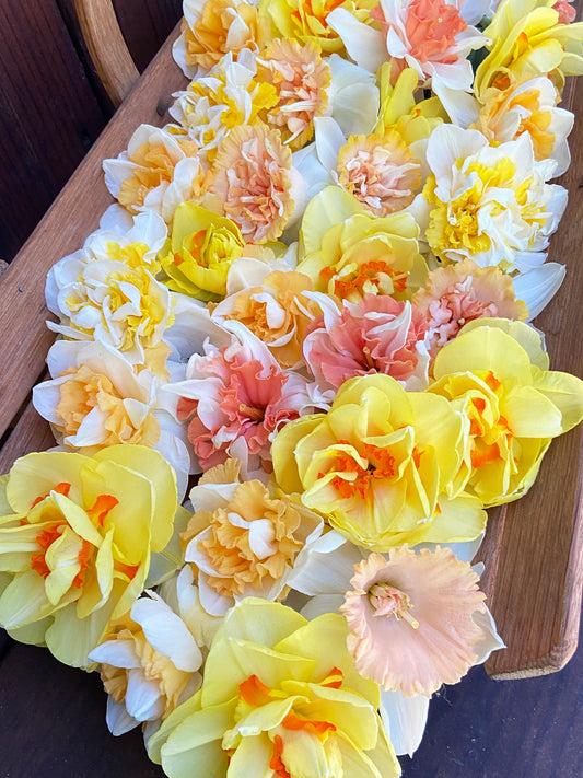 Daffodil Bulbs - Giants Double Mix