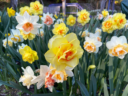 Daffodil Bulbs - Giants Double Mix