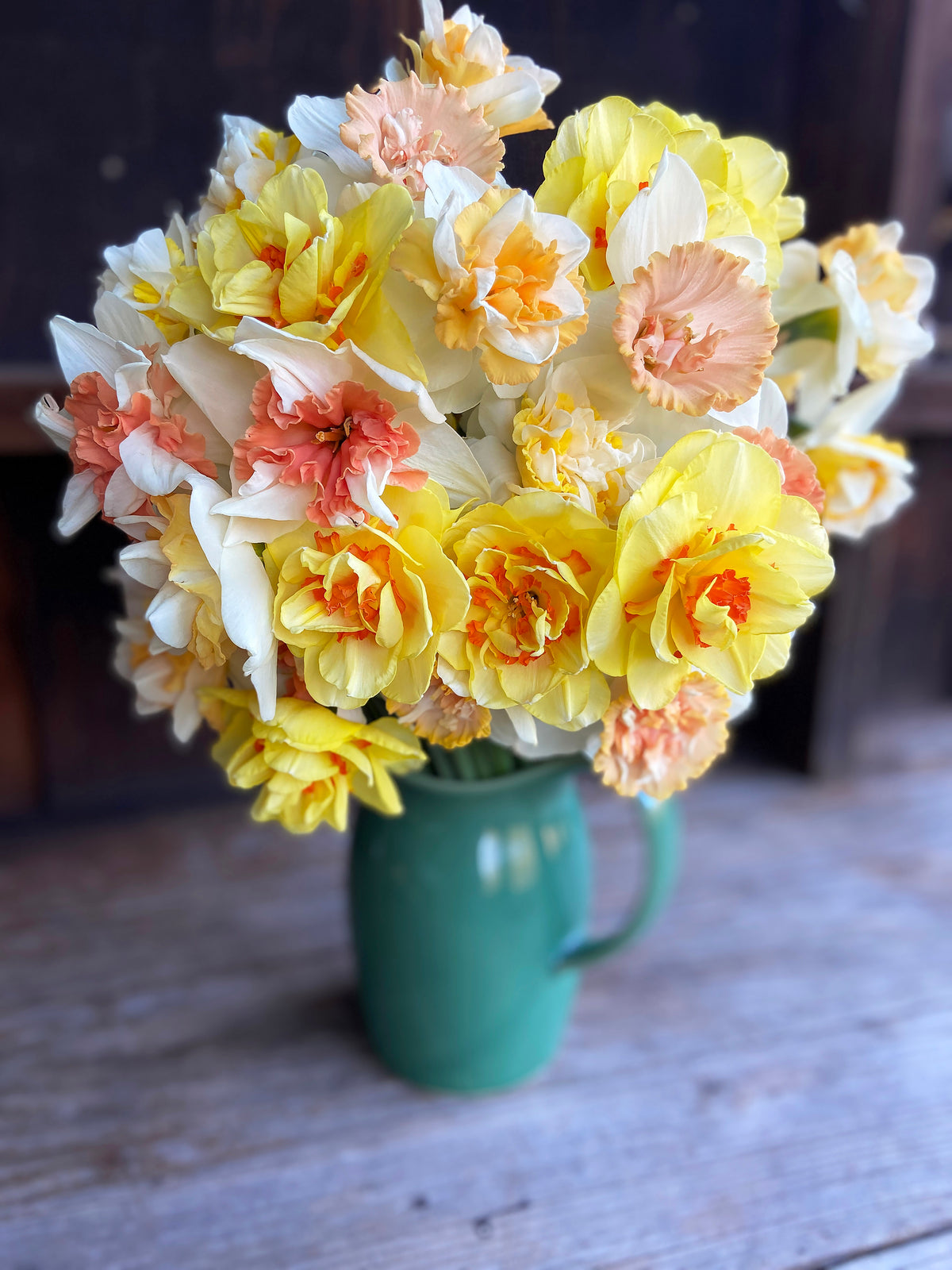 Daffodil Bulbs - Giants Double Mix