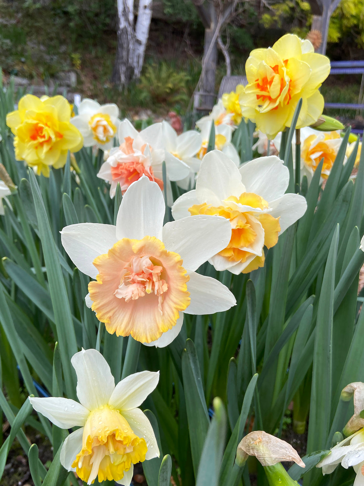 Daffodil Bulbs - Giants Double Mix