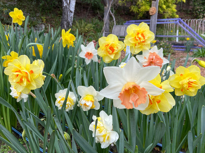 Daffodil Bulbs - Giants Double Mix