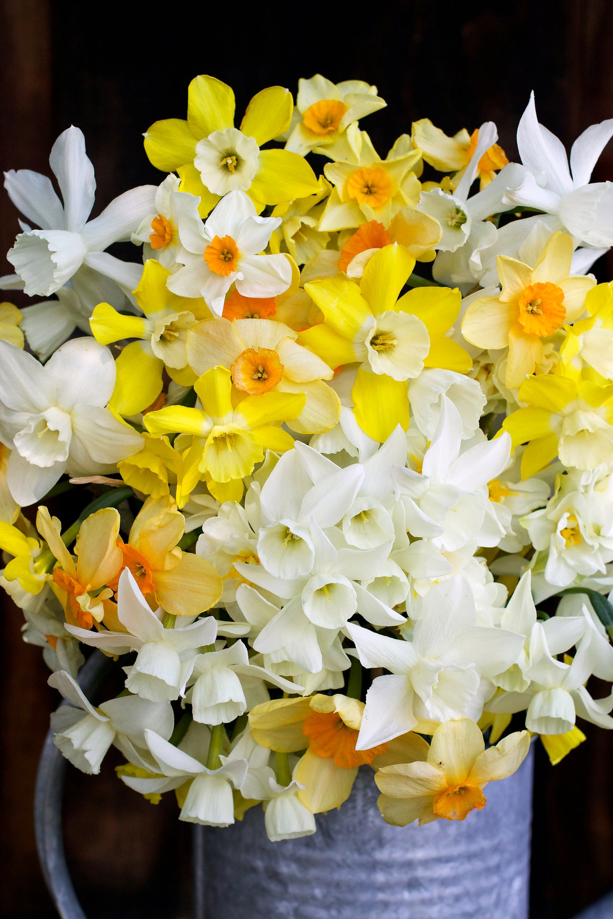 Daffodil Bulbs - Narcissus Perfume Mix