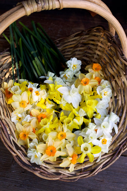 Daffodil Bulbs - Narcissus Perfume Mix