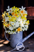 Daffodil Bulbs - Narcissus Perfume Mix
