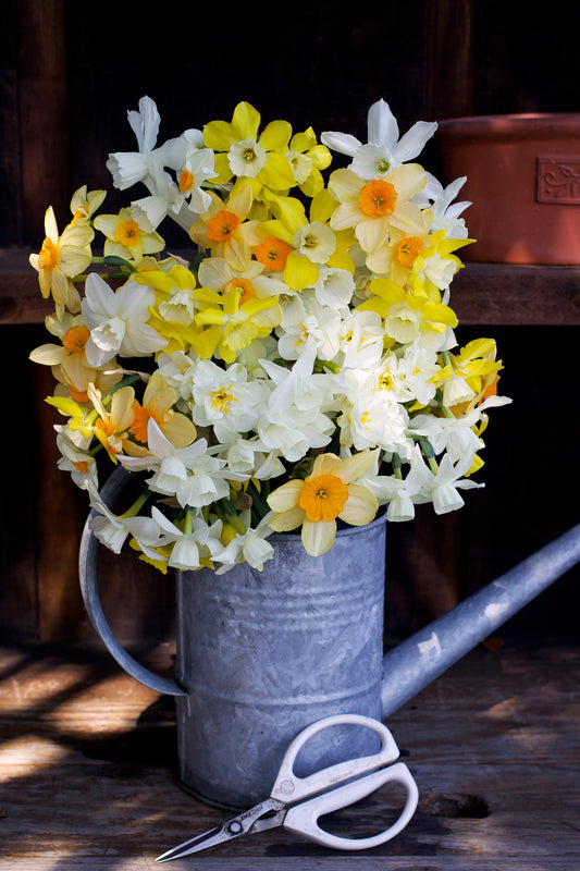 Daffodil Bulbs - Narcissus Perfume Mix