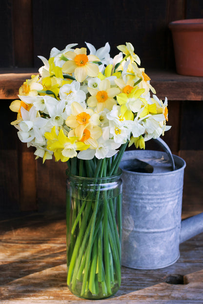Daffodil Bulbs - Narcissus Perfume Mix