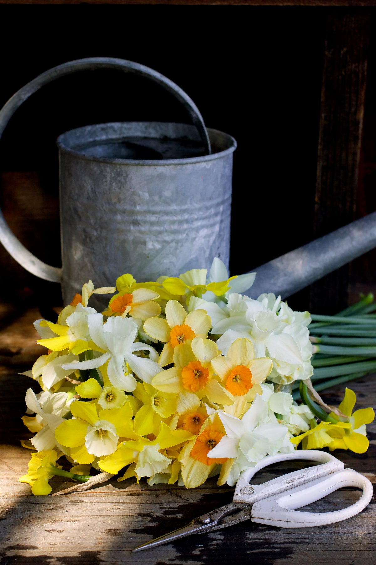 Daffodil Bulbs - Narcissus Perfume Mix