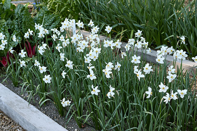 Daffodil Bulbs - Heirloom Pheasant Eye