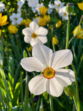 Daffodil Bulbs - Heirloom Pheasant Eye
