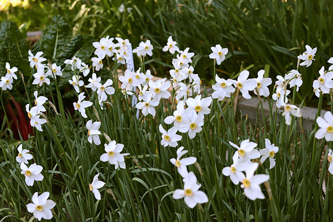 Daffodil Bulbs - Heirloom Pheasant Eye