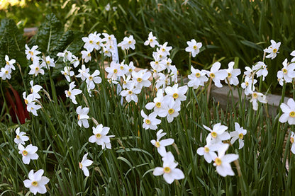 Daffodil Bulbs - Heirloom Pheasant Eye