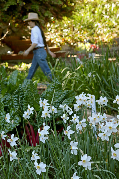 Daffodil Bulbs - Heirloom Pheasant Eye