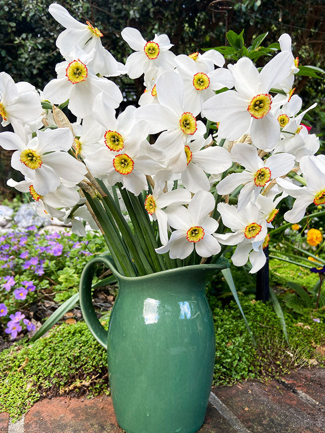 Daffodil Bulbs - Heirloom Pheasant Eye
