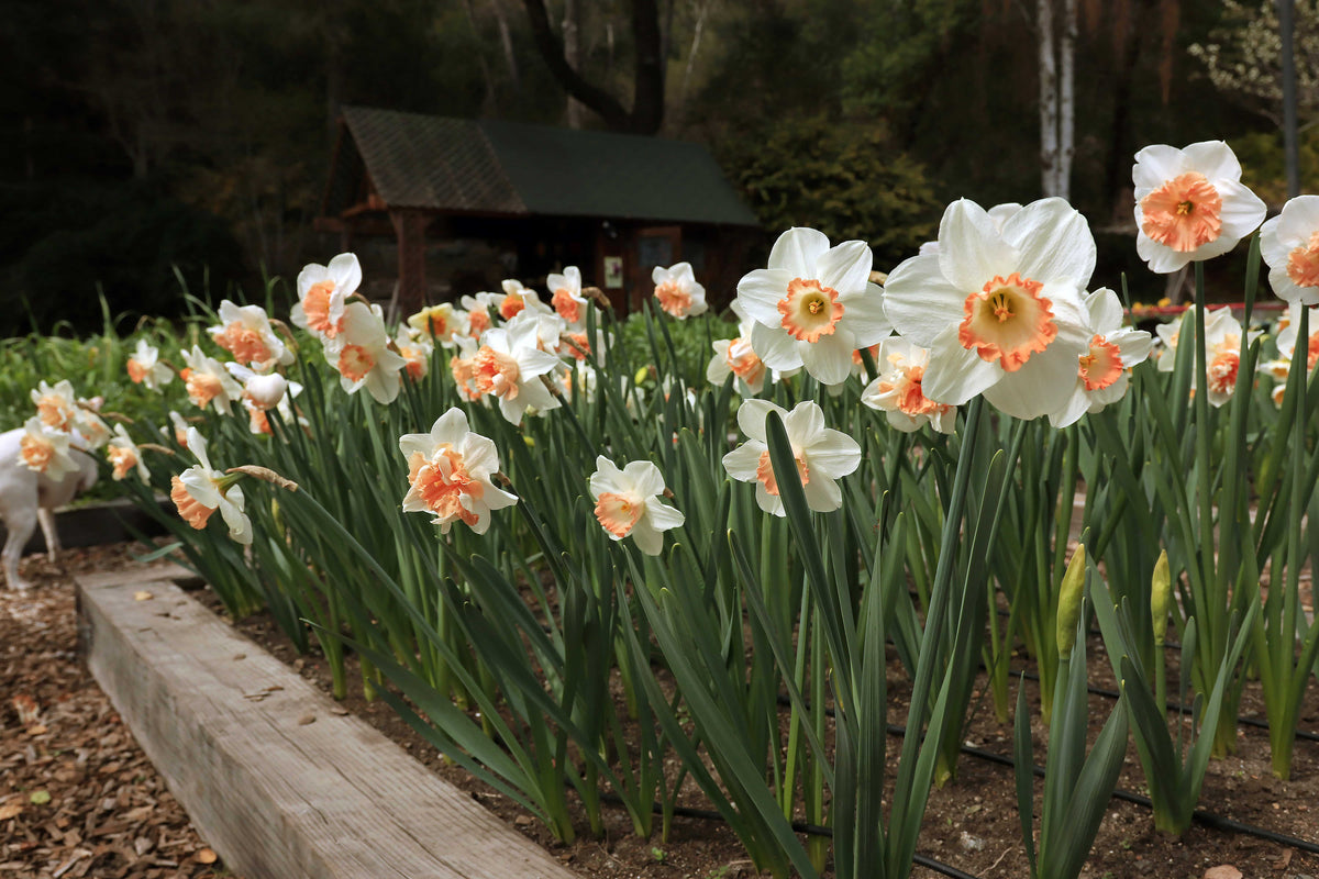 Daffodil Bulbs - Pink Lemonade Mix