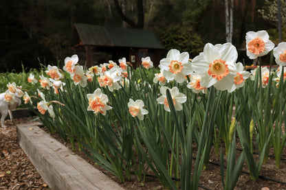 Daffodil Bulbs - Pink Lemonade Mix