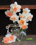 Daffodil Bulbs - Pink Lemonade Mix