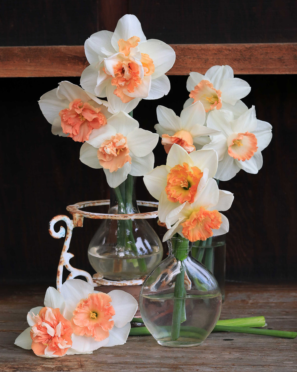 Daffodil Bulbs - Pink Lemonade Mix