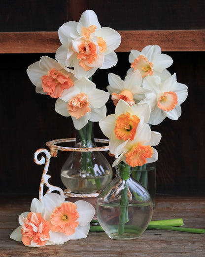 Daffodil Bulbs - Pink Lemonade Mix