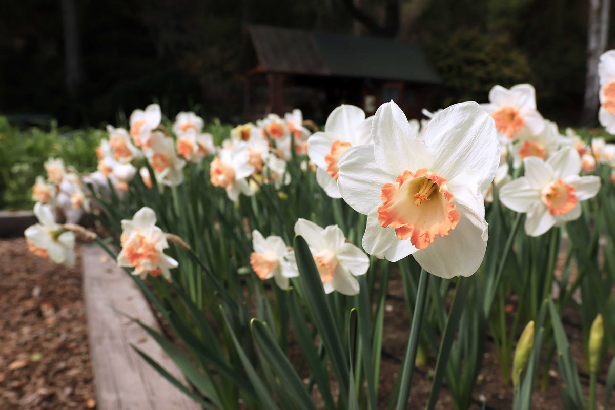 Daffodil Bulbs - Pink Lemonade Mix