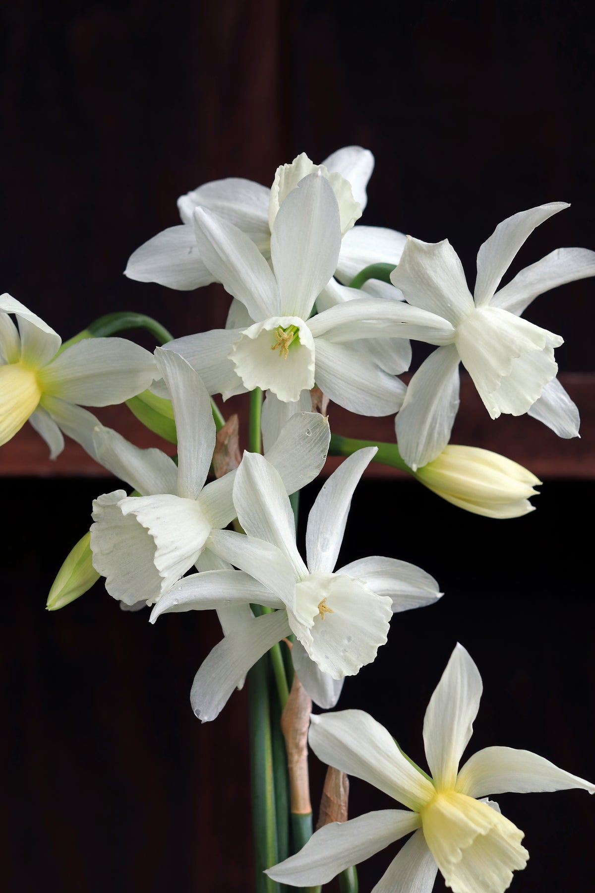 Daffodil Bulbs - Heirloom Thalia