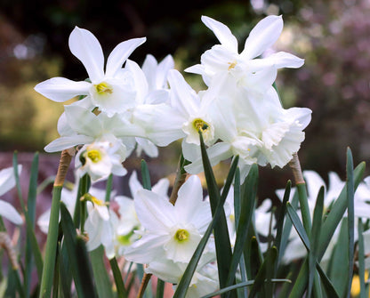 Daffodil Bulbs - Heirloom Thalia