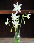 Daffodil Bulbs - Heirloom Thalia