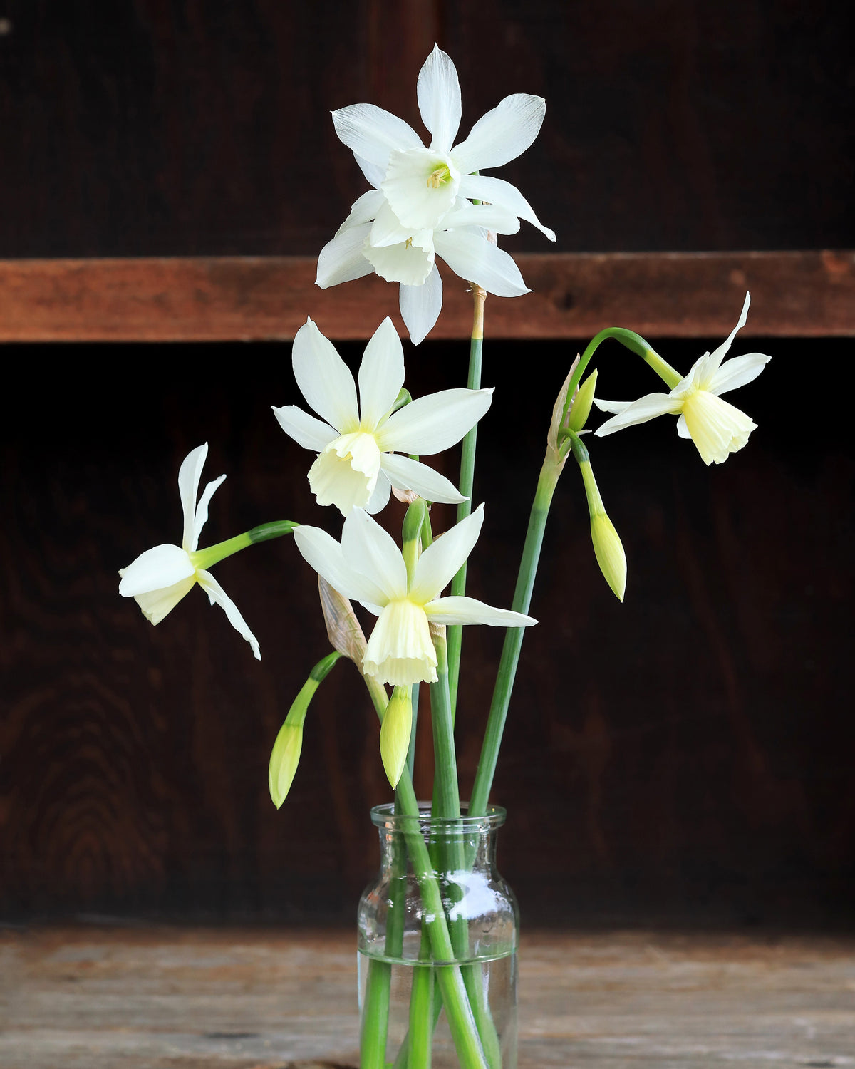 Daffodil Bulbs - Heirloom Thalia
