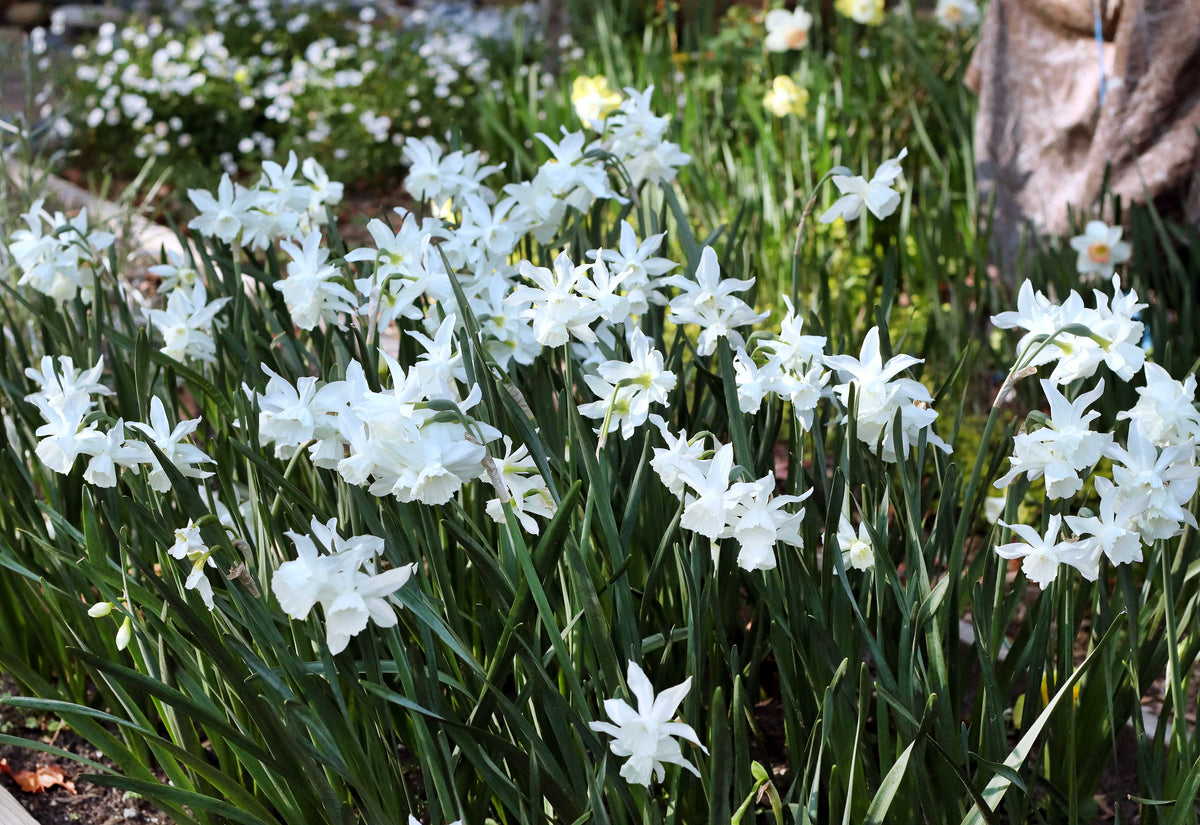 Daffodil Bulbs - Heirloom Thalia