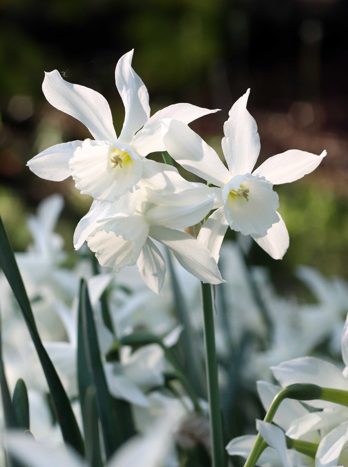 Daffodil Bulbs - Heirloom Thalia