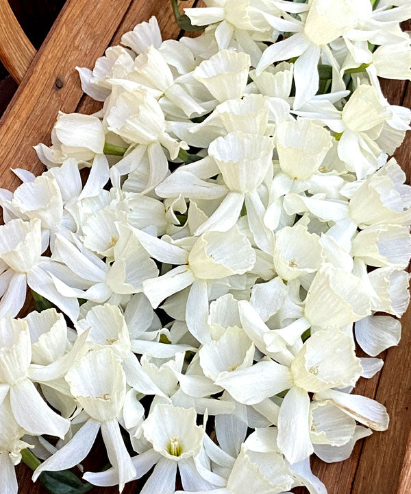 Daffodil Bulbs - Heirloom Thalia