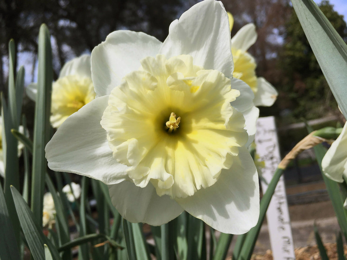Daffodil Bulbs - Cold Winter Mix