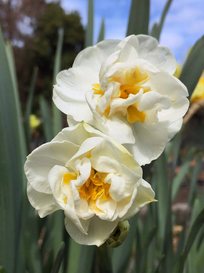 Daffodil Bulbs - Cold Winter Mix