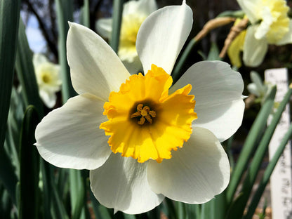Daffodil Bulbs - Cold Winter Mix
