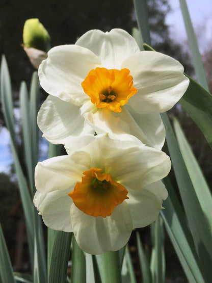 Daffodil Bulbs - Cold Winter Mix