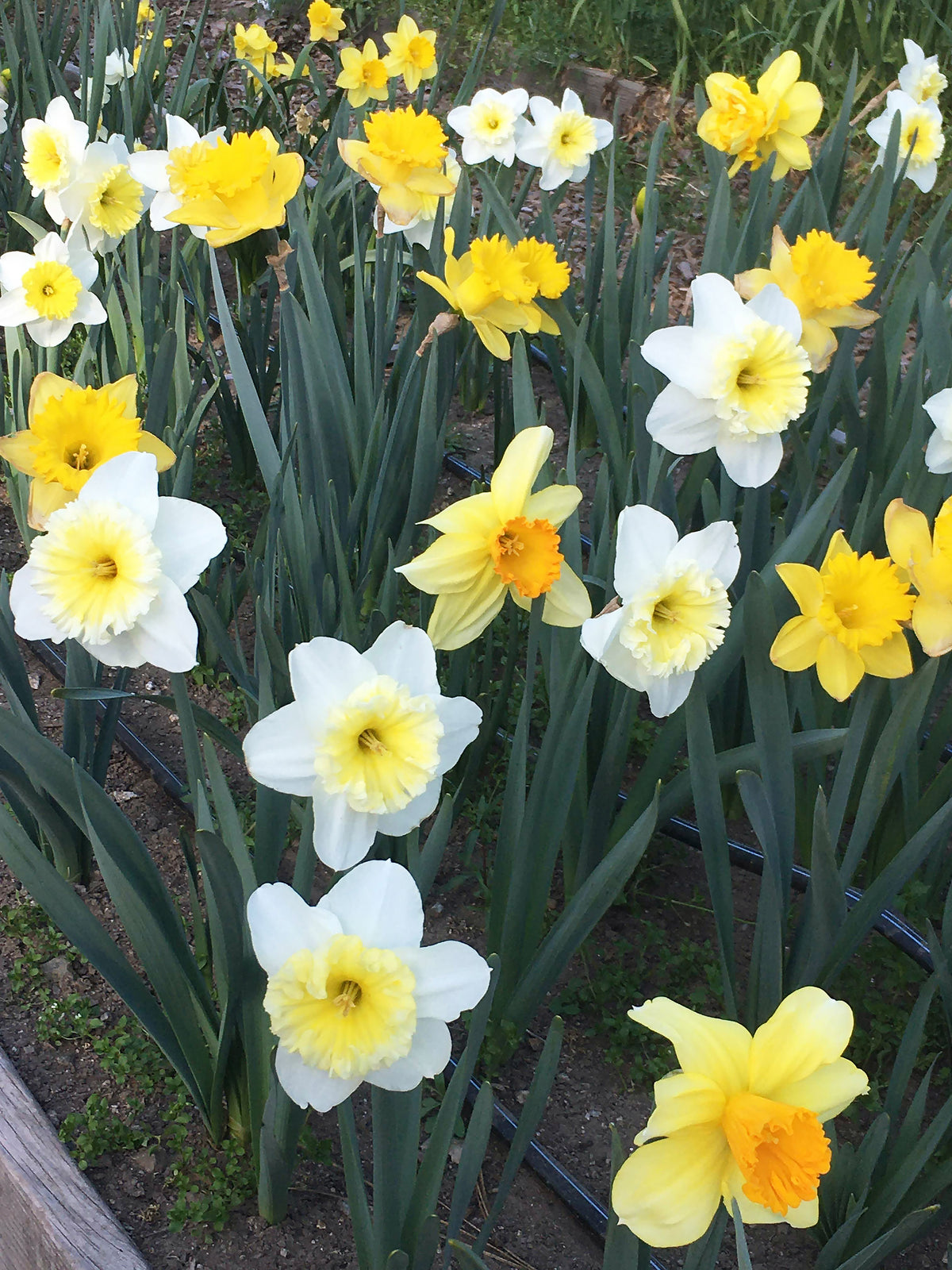 Daffodil Bulbs - Cold Winter Mix